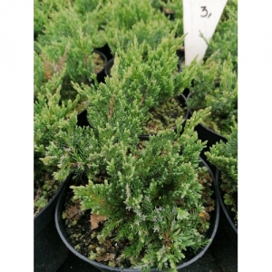 Kadagys žvynuotasis (Juniperus squamata) &#039;Emerald Spider&#039;
